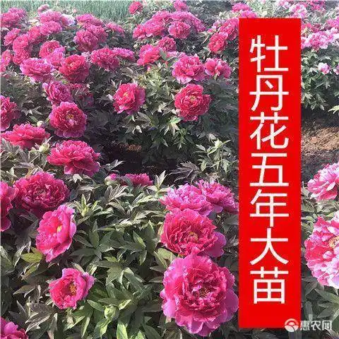 二乔牡丹国花,花大特香,好栽易活,南北种植价格38元株惠农网
