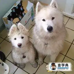 父子同时发动了凝视技