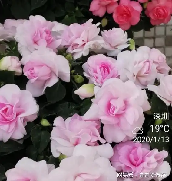 比牡丹开花多,比月季还好看,花瓣层层叠叠,一年开花300天