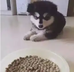 每次给狗子吃狗粮,就好像要它命一样...