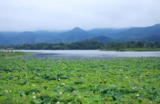 风再起时,露过荷香双桂湖荷花已开,可缓缓赏矣