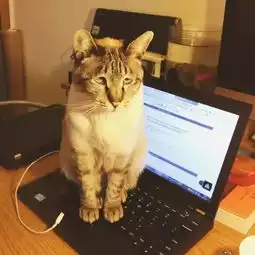 是是是,你看的猫片多,猫书你看过几本