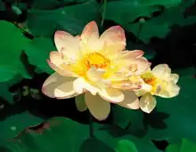 中年后时来运转,得贵人相助,富贵缠身,赚的财富无法计算的生肖