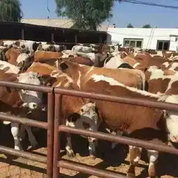 广州哪里有肉牛养殖基地