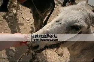 逛埃及著名的毛驴市场