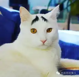为什么黑白猫都是上黑下白的