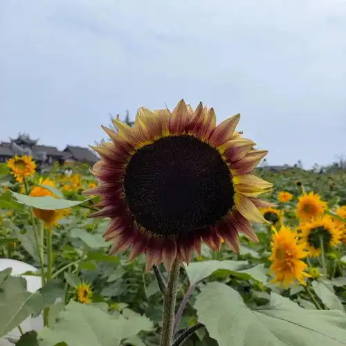 宜宾这里20000㎡彩色向日葵花海盛开,还有一池荷花绽放