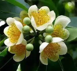南海选种的这5种树木,有大本领