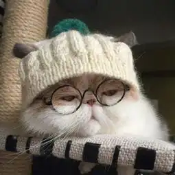 2018最火可爱萌宠小猫头像大全要不要接受我这个甜蜜的麻烦