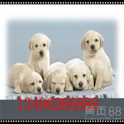 当涂县哪里有卖杜高犬小狗的-黄页88网