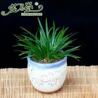 花名堂盆栽植物价格花名堂盆栽植物怎么样飞牛网