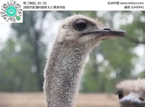 鸵鸟脑袋高清图片下载红动网