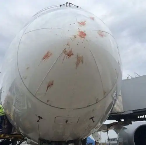 卡塔尔航空787遭遇鸟击机身血迹斑斑