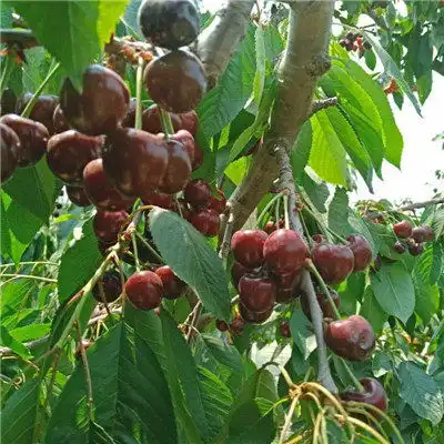 矮化樱桃苗成活率高陕西樱桃树苗