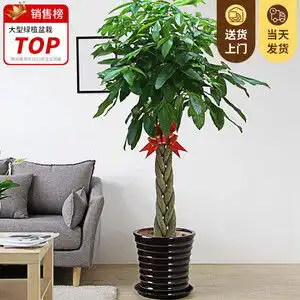 十大适合开业送的绿植有哪些寓意好有面子的十种开业绿植推荐