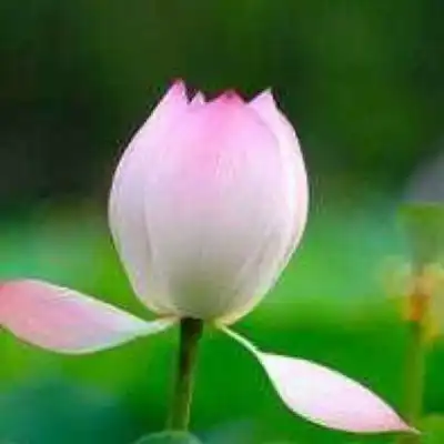 妈妈头像唯美风景花草中年人爸爸妈妈喜欢的头像