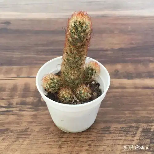 靠着我的懒惰,养活了99株绿植