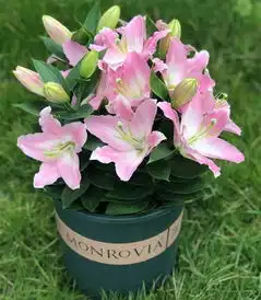 春天养这7种花,长叶开花不断,带来一整年好运气