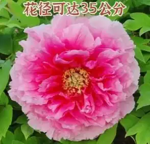 菏泽牡丹是真的大花径长达35公分