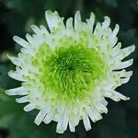 绿植头像图片大全微信头像图片大全