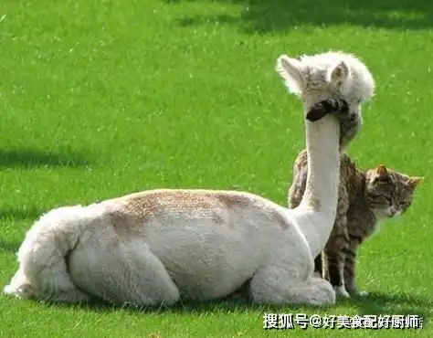 羊驼和猫咪从小待一起,长大后完全被猫同化,睡觉时的姿势亮了
