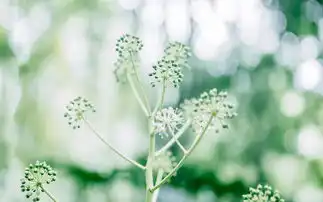 绿色小清新花卉植物唯美写真