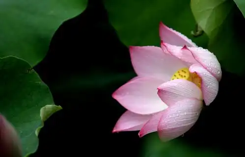 文山普者黑荷花绽放,引来云南发布关注