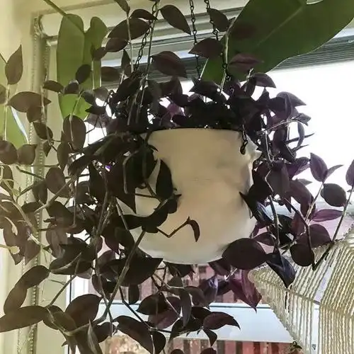 家里的窗台养成了盆栽森林,十多盆绿植都长得特别好