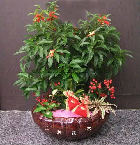 适合过年购买的几种招财植物,好看又吉祥