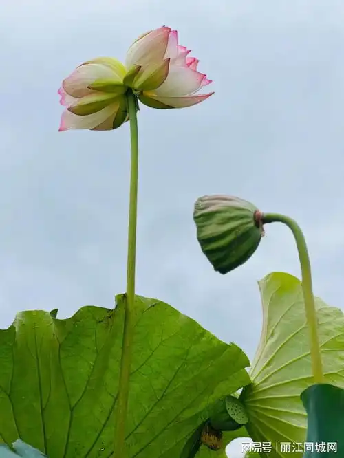 翠湖双莲盛放永胜三川迎来荷花盛宴