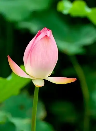 9月上旬,时来运转,贵人相助,4属相升职加薪,喜事连连