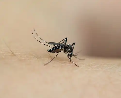 蚊子经验丰富甲壳虫