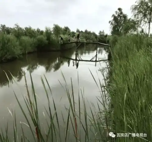 瓦房店元台镇这个地方的荷花已经盛开,想看的还等什么