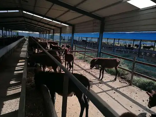 河北藁城毛驴苗价格石家庄肉驴崽多少钱一头