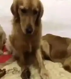 大咖笑料二哈遇到金毛遇到柴犬遇到北鼻