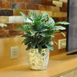 家里光照不好,就养这几种植物,保准可以让植物越长越旺