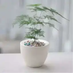 想打造老干部风,一定要用上我爱我家里这些经典植物