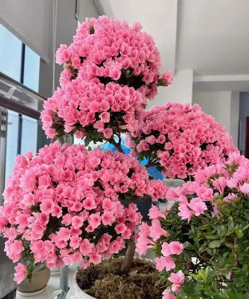 阳台5不养,家运更兴旺,不是迷信,是老一辈留下的经验教训