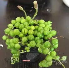 花园养成记防毒绿植小分队大战现代科技负能量