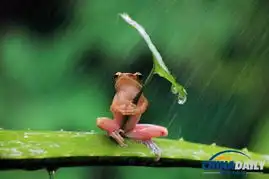 树蛙打伞避雨被质疑摆拍印尼摄影师虐待动物