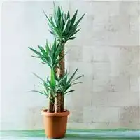 软装软装风格与绿植搭配手册