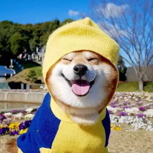 它的笑容承包了我今年的头像
