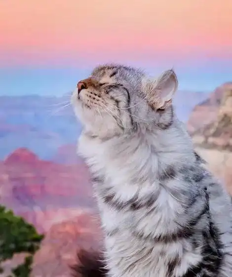 这猫屁股上咋长了个鸡毛掸子拍出的照片也太好康了叭