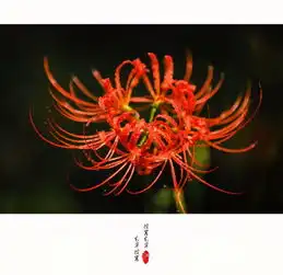 彼岸花,开彼岸