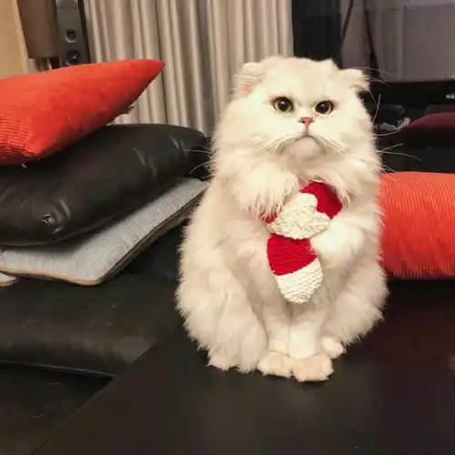 猫咪控分享超可爱猫咪篇二