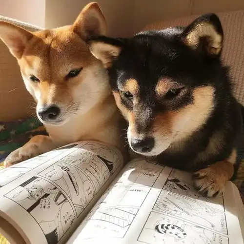 给狗子吃狗粮和剩饭剩菜有啥区别呢