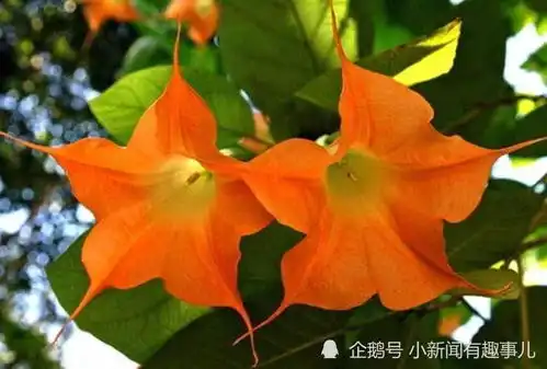 2021年1月,财神开道,时来运转,数钱数到手软的生肖