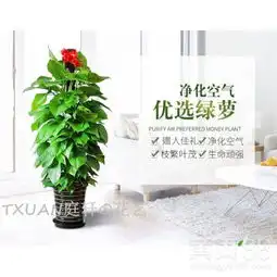 广州白云花木租赁公司费用租赁-黄页88网