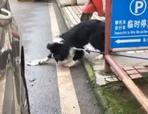 司机不小心压扁了边牧的狗盆,狗子扒着碗碰瓷不赔不许走