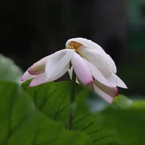 济南动物园东门湖荷花盛放,尽显夏日风情